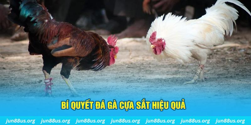 888b link đá gà cựa dao
